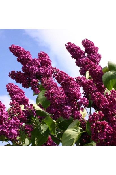 Бузок звичайний Анденкен ан Людвіг Шпет